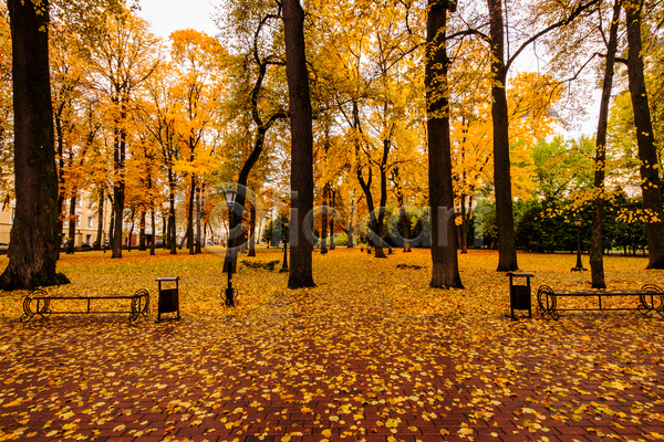 사람없음 JPG 포토 해외이미지 가을(계절) 공원 낙엽 단풍 단풍나무 벤치 야외 주간 주황색 풍경(경치)