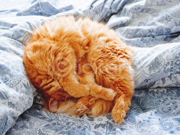 휴식 사람없음 JPG 포토 해외이미지 고양이 낮잠 반려동물 반려묘 시트 실내 이불 침대 한마리 햇빛