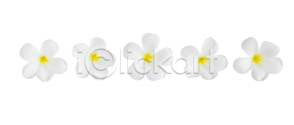 우아함 휴식 사람없음 JPG 포토 해외이미지 개화 고립 꽃 꽃무늬 꽃잎 냄새 노란색 디자인 멕시코 발리 백그라운드 벚꽃 분홍색 스파 식물 알로하 엘리먼트 이국적 이슬 인도네시아 잎 자연 장식 정원 초록색 콜롬비아 하와이 하와이인 해외포토 향수 호주 환영 흰색