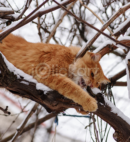 사람없음 JPG 포토 해외이미지 겨울 고양이 공원 나뭇가지 눈꽃 눈내림 반려동물 야외 주간
