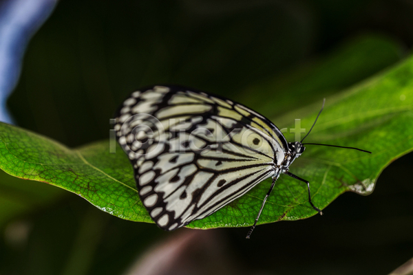 만족 사람없음 JPG 포토 해외이미지 검은색 곤충 나비 날리기 빨기 빨다 잎 자연 초록색 취급주의 흰색