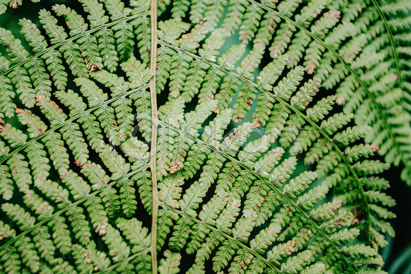 사람없음 JPG 포토 해외이미지 백그라운드 양치식물 잎 자연 초록색 풀(식물)