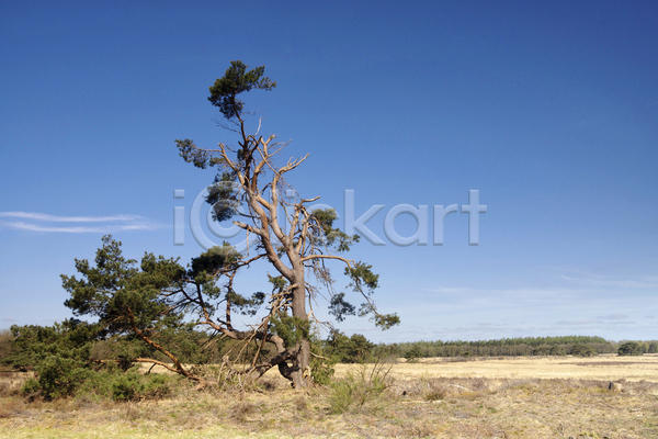 사람없음 JPG 포토 해외이미지 나무 네덜란드 봄 시골 자연 파란색 풍경(경치) 하늘