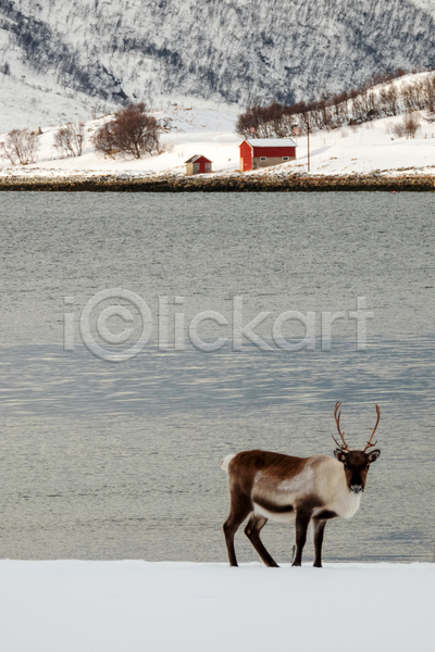 사람없음 JPG 포토 해외이미지 강 건물 겨울 노르웨이 사슴 스칸디나비아 야생동물 야외 주간 주택 풍경(경치)