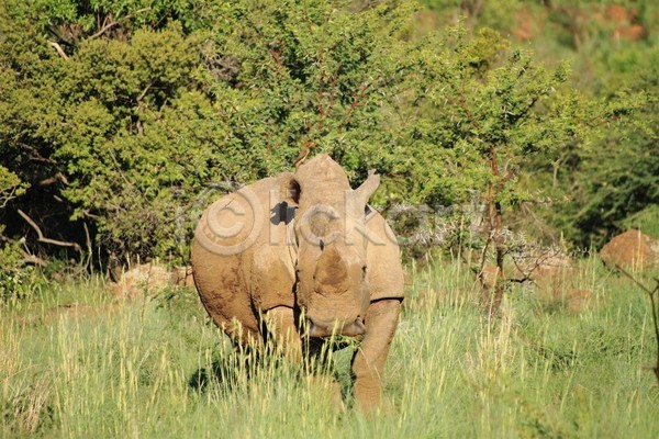 사람없음 JPG 포토 해외이미지 나무 동물 사바나 사파리 아프리카 야생동물 여행 자연 코뿔소 포유류 휴가