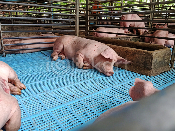 따뜻함 성장 사람없음 JPG 포토 해외이미지 가축 건강 귀 그룹 농업 농장 단백질 동물 돼지 돼지고기 먹기 밭일 볏짚 분홍색 산업 시골 식사 엄마 외양간 육류 음식 자연 잡종 주둥이 코 큼 태국 포유류 흰색