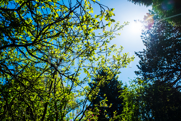 성장 사람없음 JPG 포토 해외이미지 나무 나뭇가지 맑음 백그라운드 봄 숲 식물 야외 여름(계절) 잎 자연 정원 질감 초록색 태양 파란색 하늘 햇빛