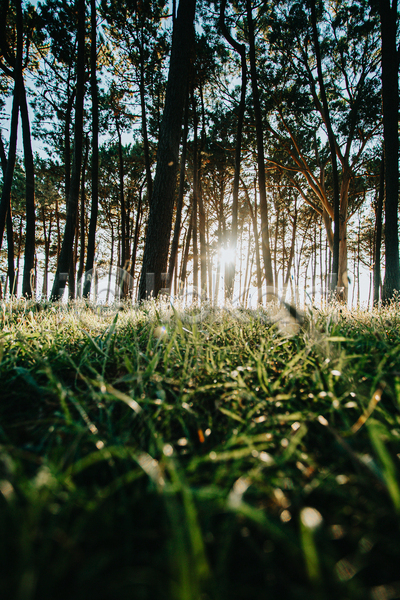 평화 휴식 사람없음 JPG 포토 해외이미지 경관 숲속 야외 울창 자연 주간 태양 풍경(경치) 햇빛