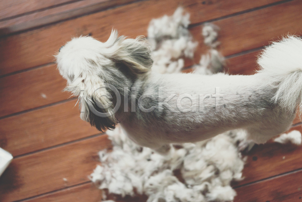 귀여움 사람없음 JPG 아웃포커스 포토 하이앵글 해외이미지 강아지 나무배경 실내 애견미용 털 한마리