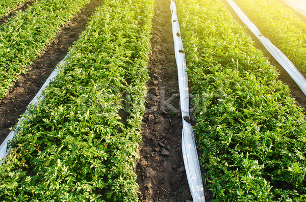 성장 사람없음 JPG 포토 해외이미지 감자 농경지 농업 농작물 농장 돌봄 땅 땅바닥 맑음 목장 밭 밭일 봄 삭제 산업 세련 속도 수확 시골 식물 심기 유기농 음식 잎 자연 작음 정원 종류 줄서기 채소 초록색 해외포토 흙