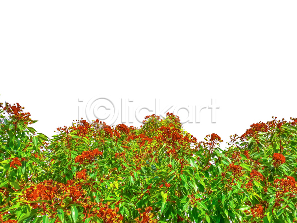 신선 사람없음 JPG 템플릿 포토 해외이미지 고립 꽃 꽃무늬 백그라운드 벚꽃 봄 빨간색 선물 식물 여름(계절) 자르기 자연 정원 초록색 컨셉 컬러풀 휴가 흰배경