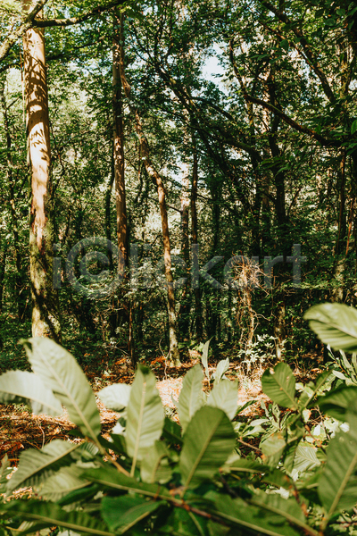 평화 휴식 사람없음 JPG 포토 해외이미지 경관 숲속 야외 울창 자연 주간 풍경(경치)