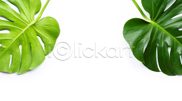 사람없음 JPG 포토 해외이미지 두개 몬스테라 실내 열대잎 카피스페이스 흰배경