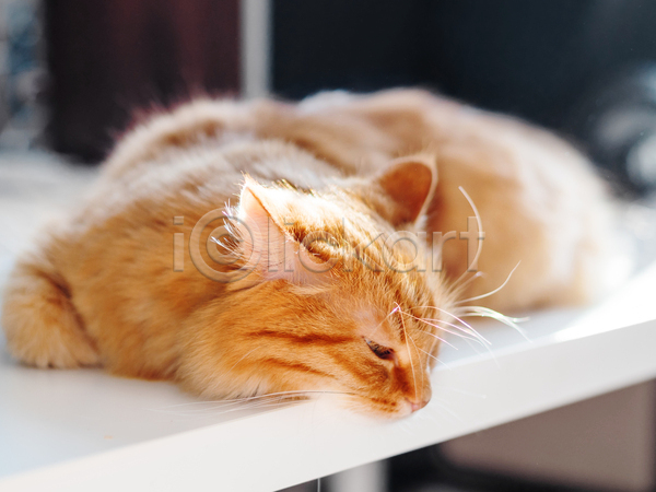 사람없음 JPG 포토 해외이미지 고양이 낮잠 반려동물 반려묘 실내 탁자 한마리 햇빛