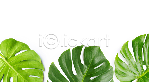 사람없음 JPG 포토 해외이미지 몬스테라 세개 실내 열대잎 카피스페이스 흰배경