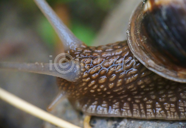 사람없음 JPG 근접촬영 아웃포커스 포토 해외이미지 달팽이(동물) 더듬이 머리 야외 주간 한마리