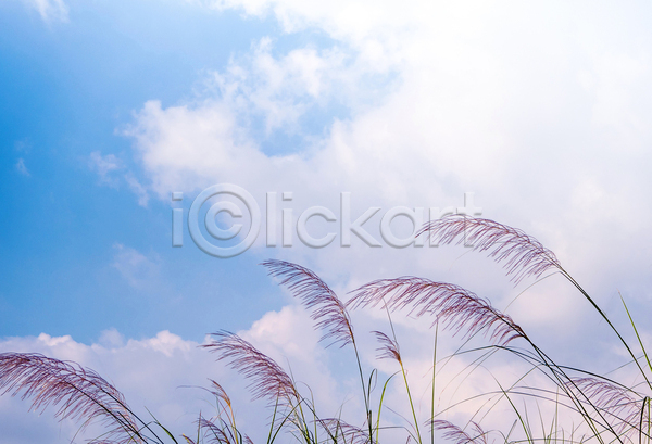 이동 사람없음 JPG 포토 해외이미지 구름(자연) 꽃 날씨 바람 백그라운드 시골 야외 잎 자연 초록색 칼날 파란색 하늘 회색 흰색