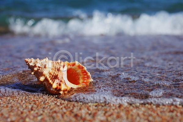 사람없음 JPG 아웃포커스 포토 해외이미지 모래 소라 야외 여름(계절) 주간 해변