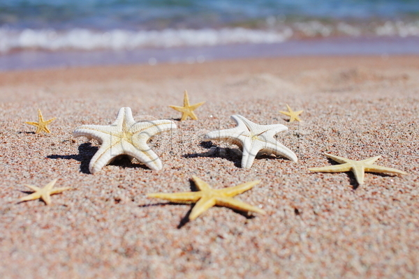 사람없음 JPG 포토 해외이미지 모래 불가사리 야외 여름(계절) 주간 해변