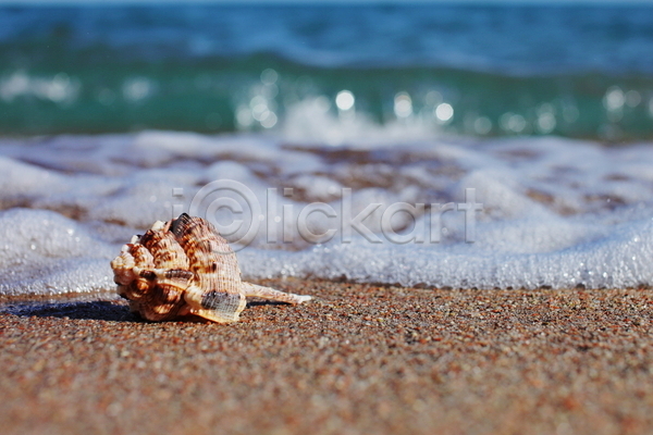사람없음 JPG 아웃포커스 포토 해외이미지 모래 소라 야외 여름(계절) 주간 파도 해변