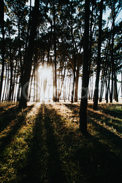 평화 휴식 사람없음 JPG 포토 해외이미지 경관 나무 숲속 야외 울창 자연 주간 풍경(경치) 햇빛