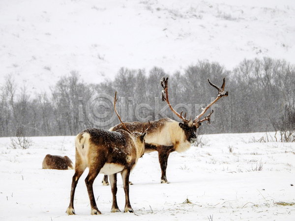 사람없음 JPG 포토 해외이미지 겨울 노르웨이 북극 사슴 스칸디나비아 야생동물 야외 주간 풍경(경치)