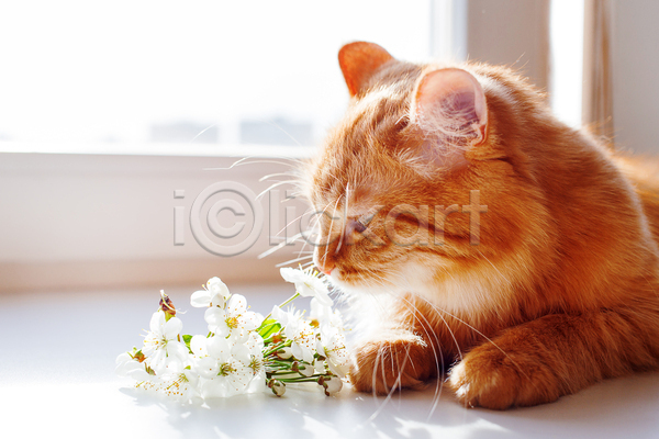 사람없음 JPG 포토 해외이미지 고양이 꽃 반려동물 반려묘 실내 엎드리기 창문 한마리 향기