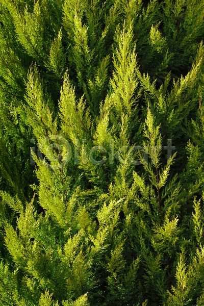활발 사람없음 JPG 포토 해외이미지 나무 나뭇가지 내추럴 묘사 백그라운드 상록수 숲 식물 야외 잎 자연 종류 초록색 침엽수
