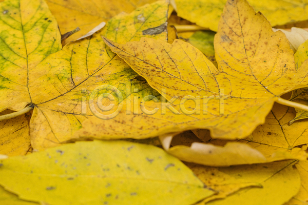 사람없음 JPG 포토 해외이미지 10월 11월 9월 가을(계절) 계절 나무 노란색 단풍 백그라운드 식물 잎 자연 종류 카피스페이스 플라타너스 환경 황금