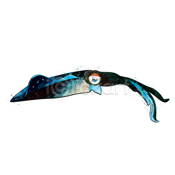 사람없음 JPG 포토 해외이미지 수채화(물감) 오징어 한마리