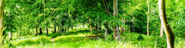 사람없음 JPG 포토 해외이미지 나무 내추럴 맑음 목재 백그라운드 봄 삼림지대 숲 식물 야외 여름 잎 자연 장면 질감 초록색 태양 파노라마 풍경 해외포토 햇빛 환경