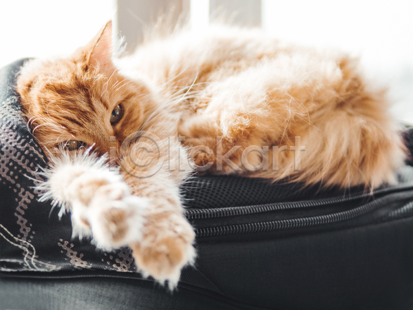 사람없음 JPG 포토 해외이미지 고양이 낮잠 반려동물 반려묘 배낭 실내 안락 한마리 햇빛