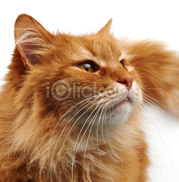 귀여움 사람없음 JPG 근접촬영 포토 해외이미지 갈색 고양이 반려동물 반려묘 앉기 올려보기 한마리