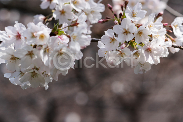사람없음 JPG 포토 해외이미지 개화 꽃잎 벚꽃 봄 야외 주간 풍경(경치)