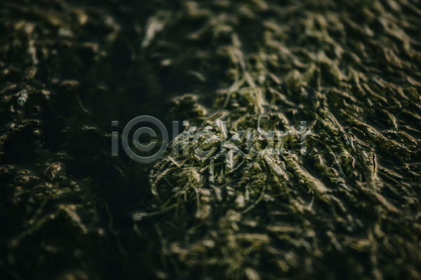 사람없음 JPG 근접촬영 포토 해외이미지 백그라운드 수중식물 잎 자연 초록색 풀(식물)