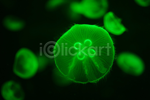 사람없음 JPG 아웃포커스 포토 해외이미지 바닷속 수중동물 자포동물 초록색 한마리 해파리