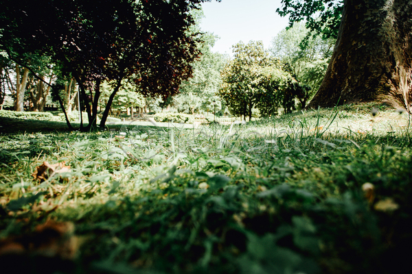 평화 휴식 사람없음 JPG 포토 해외이미지 경관 나무 숲속 야외 울창 자연 잔디 주간 풍경(경치)