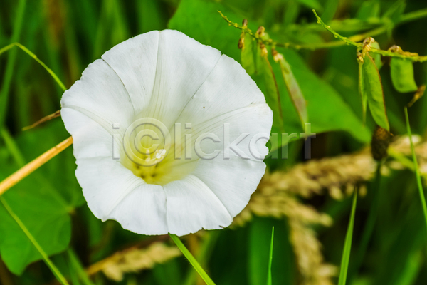 사람없음 JPG 포토 해외이미지 꽃 독말풀 야외 자연 주간 흰색