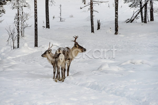 함께함 사람없음 JPG 포토 해외이미지 겨울 뿔 사슴 순록 숲 야생동물 야외 유럽 주간 풍경(경치)