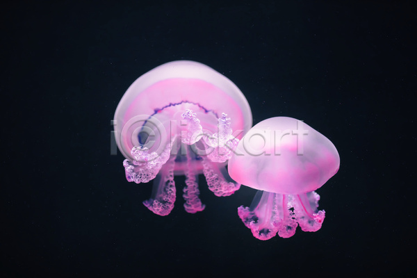 사람없음 JPG 포토 해외이미지 두마리 바닷속 분홍색 수중동물 자포동물 해파리
