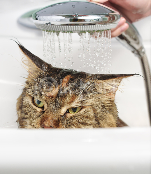 신체부위 JPG 포토 해외이미지 고양이 동물 메인쿤 목욕 반려묘 손 욕실 젖음 펫케어 한마리