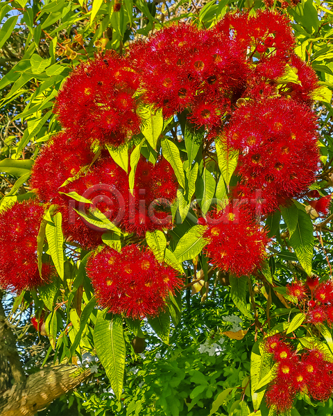 신선 활발 사람없음 JPG 포토 해외이미지 강렬 꽃 꽃무늬 백그라운드 벚꽃 벽지 빨간색 선물 식물 여름(계절) 이국적 자연 정원 초록색 컨셉 컬러풀 패턴 휴가