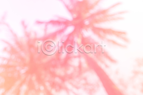 사람없음 JPG 아웃포커스 포토 해외이미지 분홍색 야외 야자수 여름(계절) 여름풍경 주간