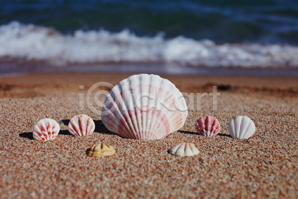 사람없음 JPG 포토 해외이미지 꽂음 모래 야외 여름(계절) 장식 조개껍데기 주간 해변