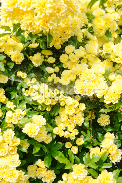 사람없음 JPG 포토 해외이미지 꽃 백그라운드 봄꽃 자연백그라운드