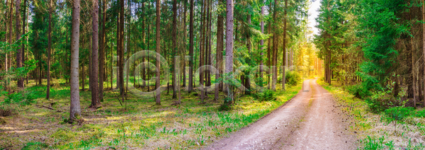사람없음 JPG 포토 해외이미지 계절 길 나무 나뭇가지 독일 삼림지대 상록수 소나무 숲 식물 여름 오솔길 자연 장면 초록색 파노라마 풍경 해외포토 햇빛 환경 흙길