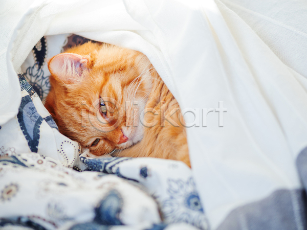 사람없음 JPG 포토 해외이미지 고양이 낮잠 반려동물 반려묘 실내 안락 이불 침대 한마리 햇빛