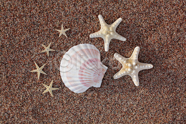 사람없음 JPG 포토 해외이미지 모래 불가사리 야외 여름(계절) 조개껍데기 주간