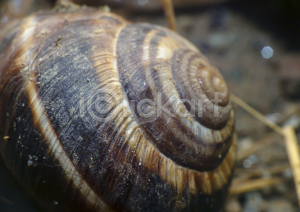 사람없음 JPG 근접촬영 아웃포커스 포토 해외이미지 껍질 나선형 달팽이(동물) 달팽이집 야외 주간 한마리