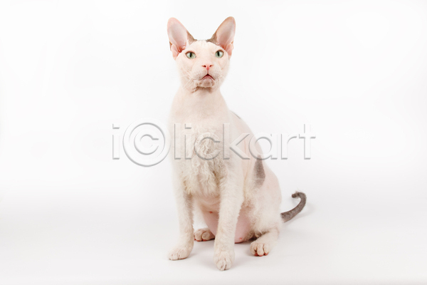 귀여움 사람없음 JPG 포토 해외이미지 고양이 반려동물 반려묘 스핑크스고양이 실내 앉기 한마리 흰배경
